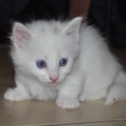 Munchkin Cats - What You Should Know