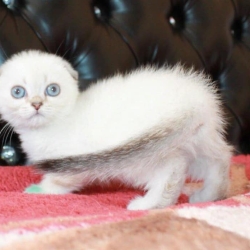 The Scottish Fold Cat: All You Need To Know