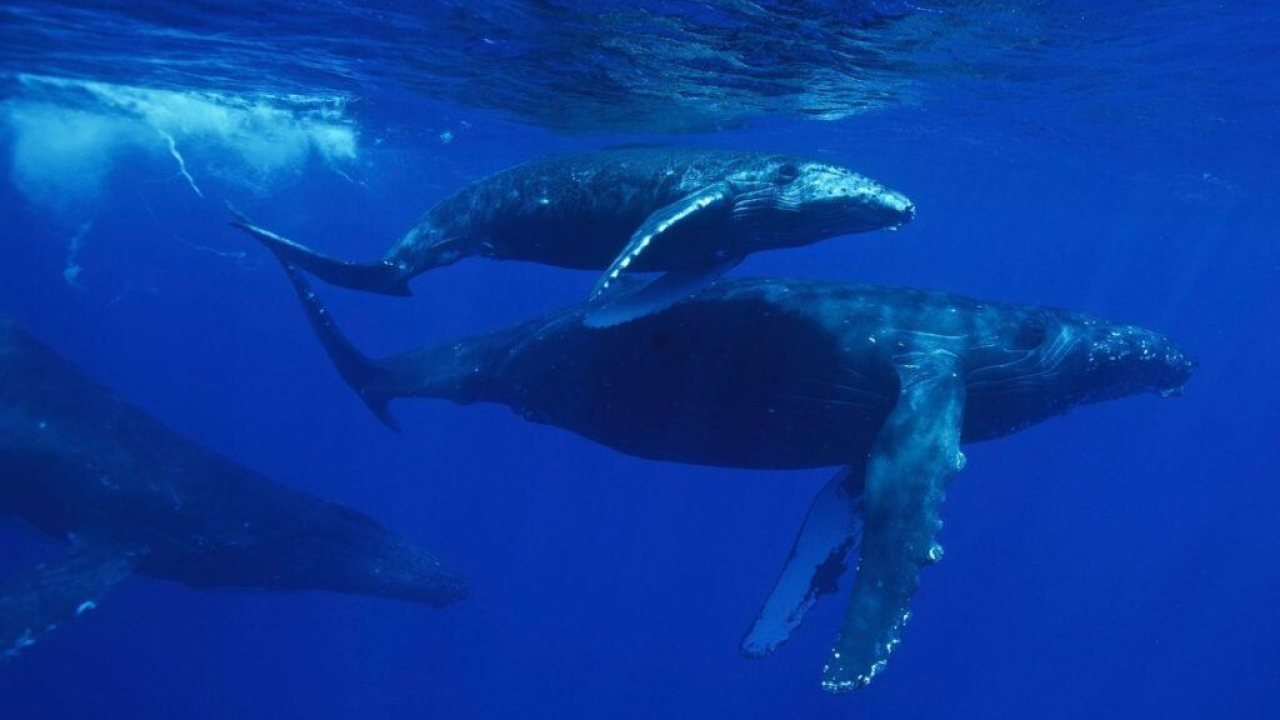 What's the Best Season to Book a Whale Watching Tour in Oahu?