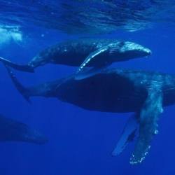 What's the Best Season to Book a Whale Watching Tour in Oahu?