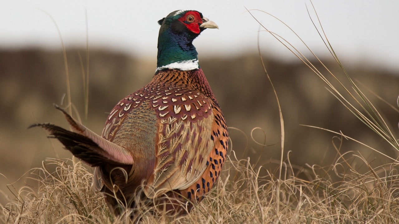 The Legacy of Pheasant Forever Banquets: Securing a Future for Generations to Come