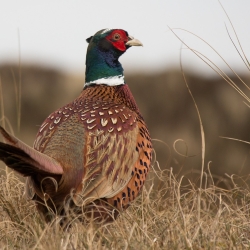 The Legacy of Pheasant Forever Banquets: Securing a Future for Generations to Come