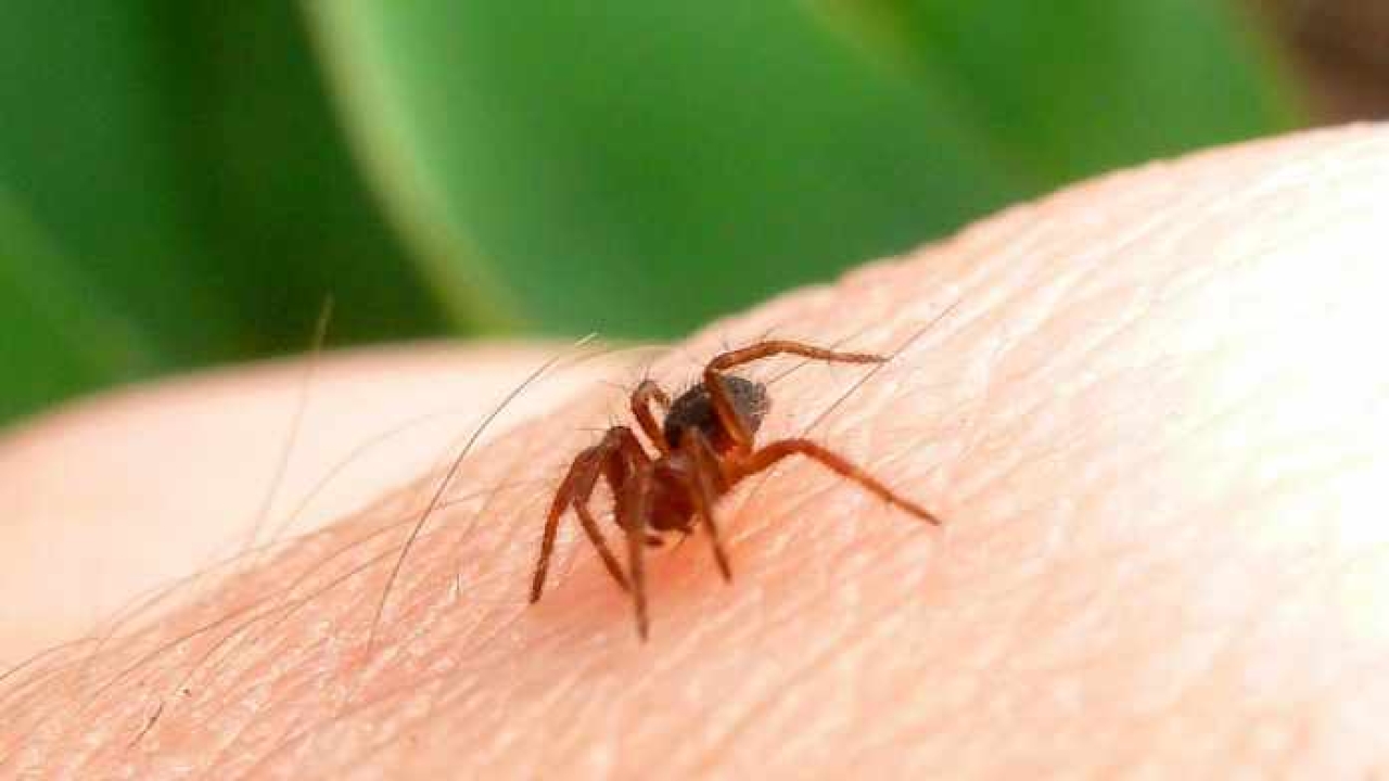 Home Remedies for Spider Bites: Using Natural Remedies to Alleviate Pain and Discomfort