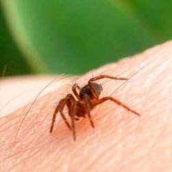 Home Remedies for Spider Bites: Using Natural Remedies to Alleviate Pain and Discomfort