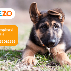 German Shepherd Puppies for sale in Delhi NCR/India At Best Prices | Puppiezo