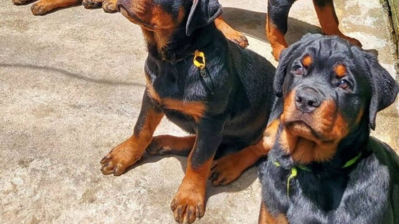 Looking For A Rottweiler Puppy For Sale