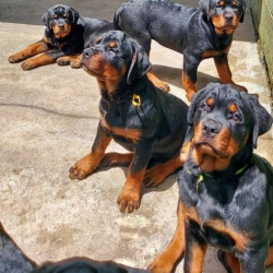 Looking For A Rottweiler Puppy For Sale