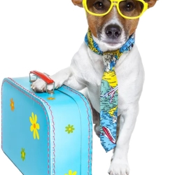 The Convenience of International Pet Transport with Flight Nanny Service