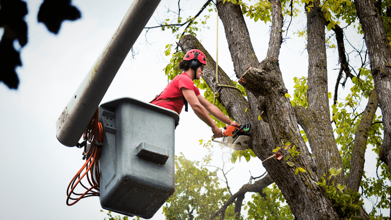 The Complete Guide to Buying Arborist Business Management Software