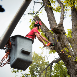 The Complete Guide to Buying Arborist Business Management Software