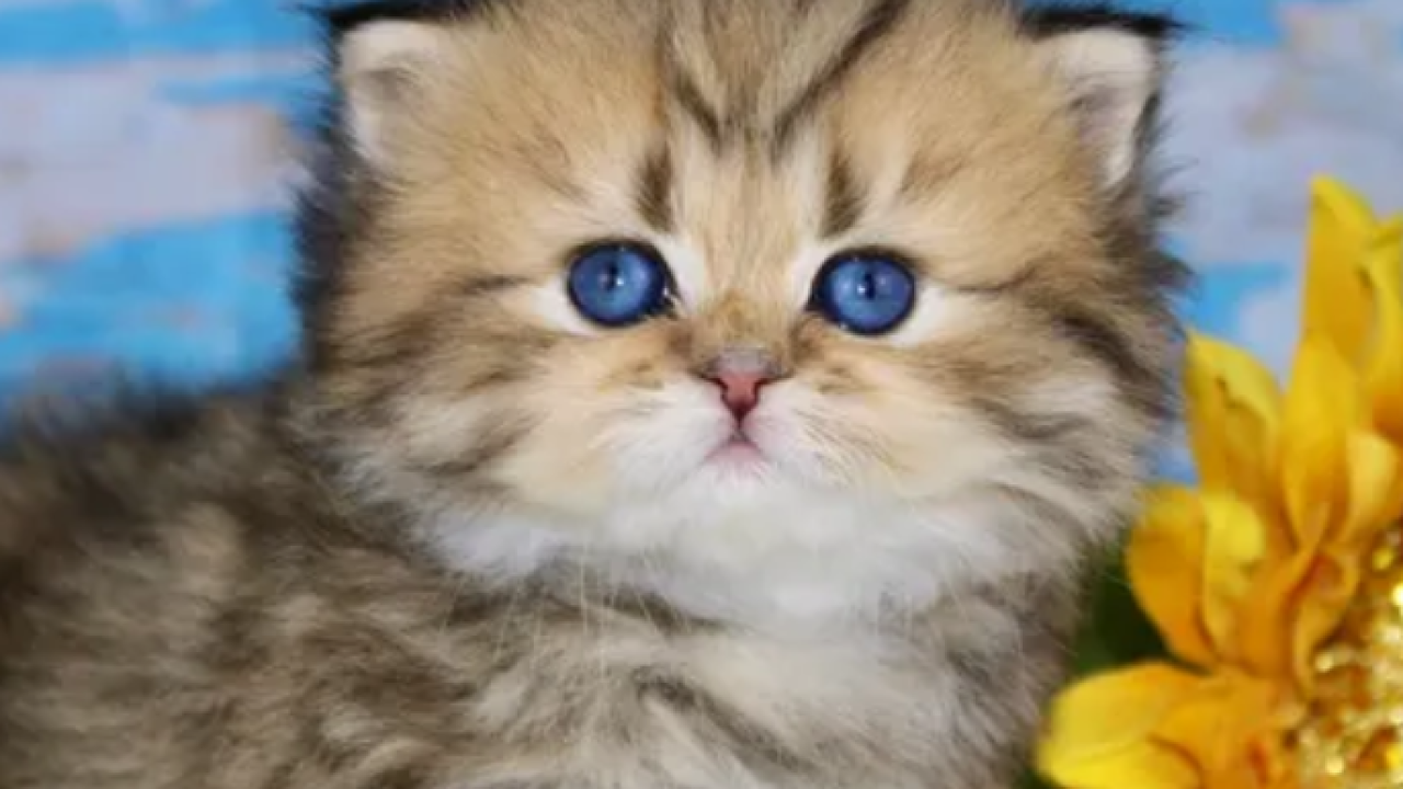 Experience Excellence: Get Your Perfect Kitten from the Best Breeder