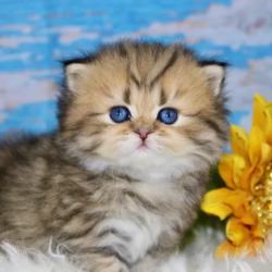 Experience Excellence: Get Your Perfect Kitten from the Best Breeder