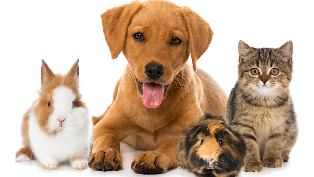 Pet Insurance Market Report 2022 | Size, Trends, Share, Growth and Forecast 2027