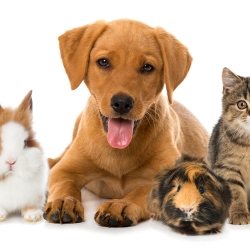 Pet Insurance Market Report 2022 | Size, Trends, Share, Growth and Forecast 2027