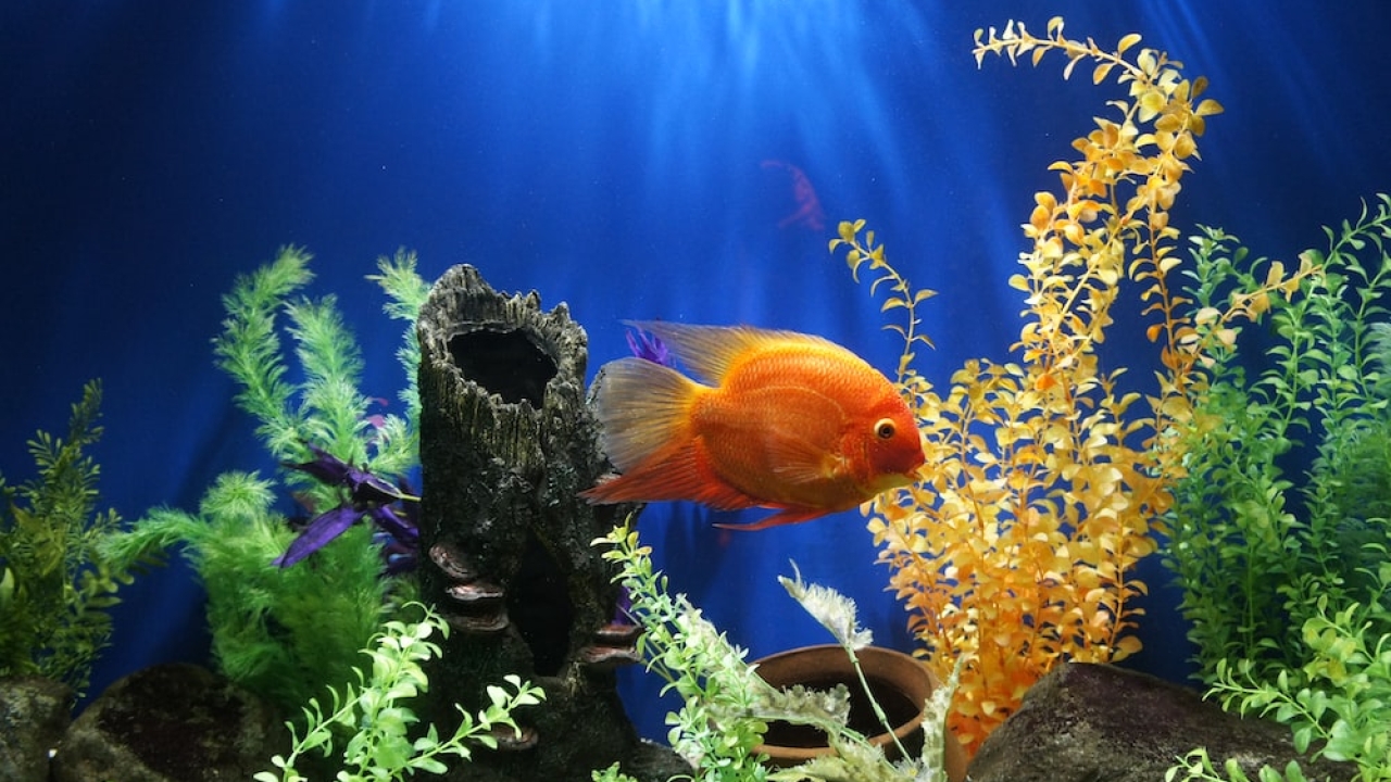 Unveiling Aquarium Brilliance: Supplies that Define Excellence