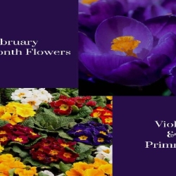 What is the February Birth flower & Stone?