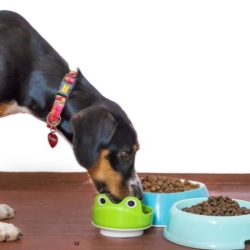 United State Pet Food Market to be USD 62.41 Billion by 2028