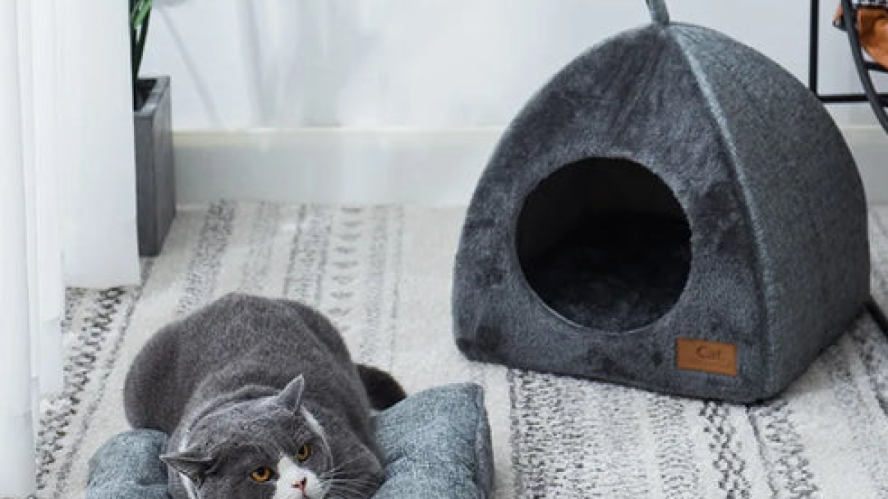 Creating a Cozy Sanctuary: How to Introduce Your Pet to a Heated Pet Bed