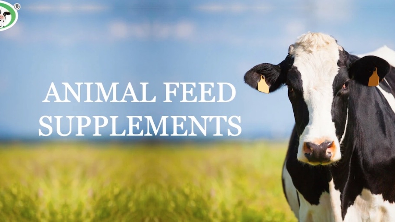 Animal Feed Supplement Manufacturers and Suppliers in India: Introducing Refit Animal Care