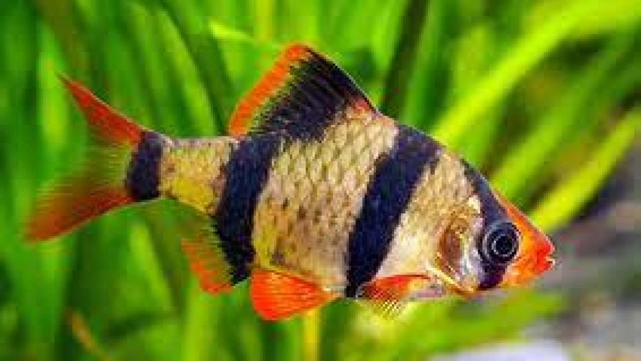 Choosing the Right Oxygen Tablets for Fish Tanks: A Comprehensive Guide