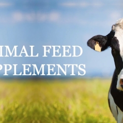 Animal Feed Supplement Manufacturers and Suppliers in India: Introducing Refit Animal Care