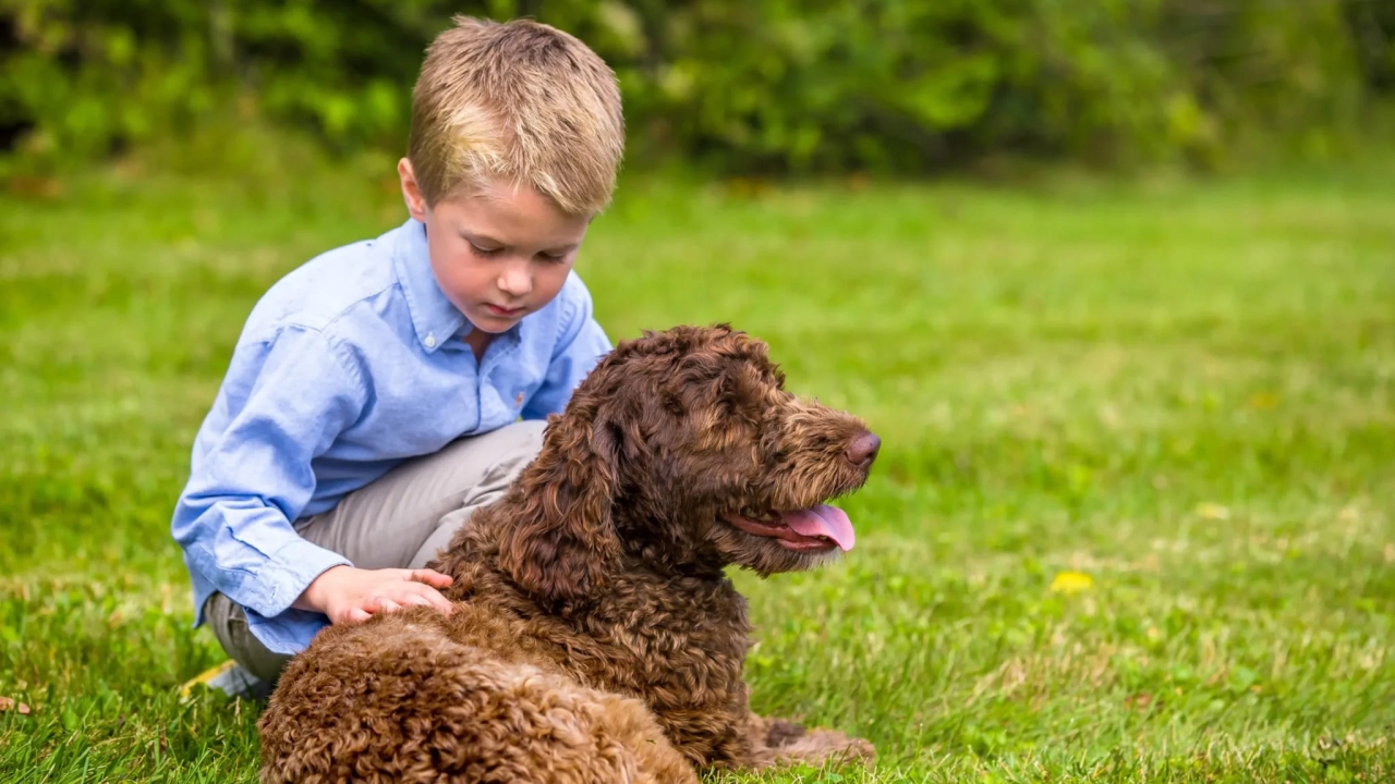 Innovative Pet Safety Solutions with Pet Stop's Invisible Dog Fence in Virginia Beach