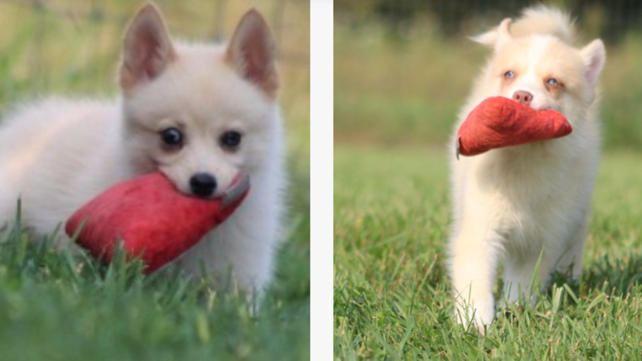 Alles, was Sie wissen müssen, bevor Sie einen Pomsky-Welpen kaufen