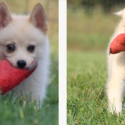 Alles, was Sie wissen müssen, bevor Sie einen Pomsky-Welpen kaufen