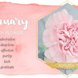 What is the January Birth flower & Stone?