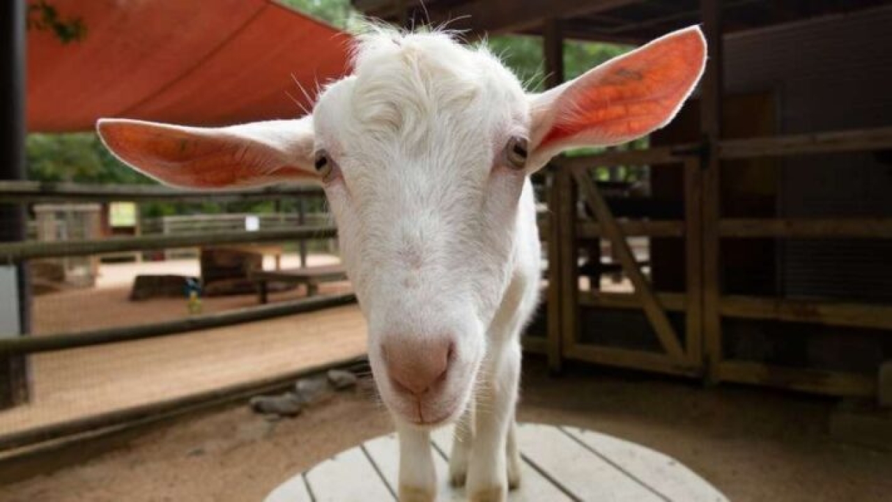 10 Hints and Ideas on Purchasing a Goat