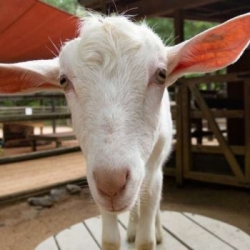 10 Hints and Ideas on Purchasing a Goat